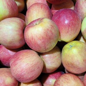 경북 부사사과 빨간 홍로사과 가정용 꿀 햇 사과 /(현재출고 부사사과) 3kg 가정용 한입소과(19~23과내외)