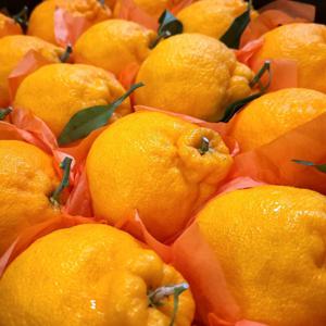 제주 한라봉 선물세트  실중량 4.5kg (11~20과) 프리미엄 고당도 15birx이상 / 부직포선물가방 선택가능