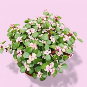 은행목 중품 칼라아악무 사랑무 미니올리브나무 소철 춘봉철화 연필선인장 다육 선인장 사은품증정