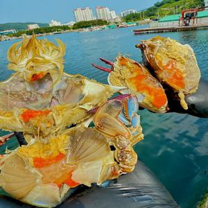 국내산 알배기 암꽃게 4kg 1kg는 서비스로 넣었어요 서비스와 무료배송 같이 진행중