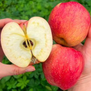 (신선집중) 안동부사 2kg 산지직송 가정용꿀사과/사이즈랜덤/2kg