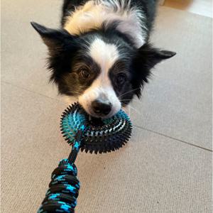 오늘도구름상회 강아지 삑삑이 도넛링 로프 터그놀이 대형견 장난감