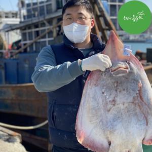 최고다농수산 국산 홍어 삭힌 안삭힌홍어회/ 흑산도 홍어 500g (안삭힌홍어) 사은품증정