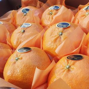 제주 레드향 선물세트  실중량 4.5kg (11~19과) 고당도 15birx이상 / 부직포선물가방 선택가능