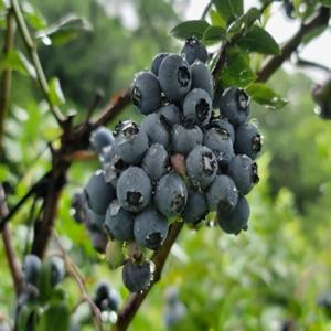 블루베리 생블루베리 칠레산 직송 125g x 3팩 (개당 18mm) 초특가 행사