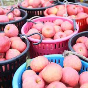 부사사과 청송사과 가정용 못난이 경북 사과 5kg /가정용 중과 18~22과내외 (수량한정 / 소진 시 행사 종료)