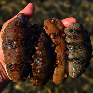 100% 국내산 자연산 해삼  500g 4-7미내외 제철 활해삼