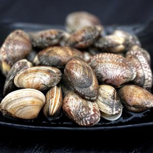 (신선집중) 국산 남해안 활 바지락 1kg 55-60미