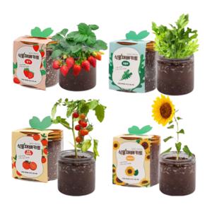 식물재배키트 11종 방울토마토 딸기 고수 바질 루꼴라 해바라기 식물키우기/씨앗/유치원/학교/모종/꽃/화분