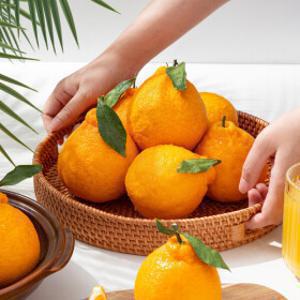 제주직송 서귀포 노지 한라봉 (혼합과) 5kg+5kg /총 10kg 박스포함 단하루특가 대용량 품질보장