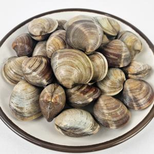 백생합 조개(대사이즈) 2kg