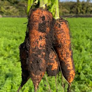 국내산 산지수확 햇당근 흙당근  (제주 구좌당근 출시) 쥬스용 왕 사이즈 10kg