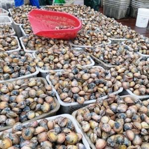 산지직송 남해 제철해산물 새조개샤브샤브여수 손질 새조개 (여수) 원물1.5kg 손질 후 250g내외(13미내외)