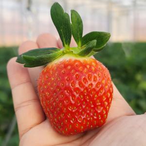 킹스베리 설향 생 딸기 (논산 GAP인증 ) 킹스베리 왕특400g(8-9과) / 설향 1kg도 구매 가능합니다