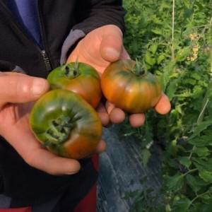 대저토마토 짭짤이토마토 제철 특품 L과 2.5kg 대저 정품 토마토 시즌 재개 최저가 행사