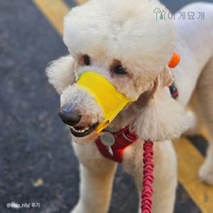 이게묘개 강아지입마개 소.중.대형견 짖음방지