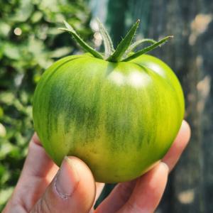 대저토마토 대저짭짤이토마토 2.5kg (3S-S) / 짭짤이는  1-2일 출고 지연 있습니다