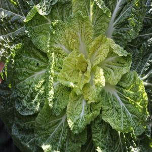 봄동 노지 해풍 봄동 1kg (당일 수확) 초특가 행사/ 봄동비빔밥 재료