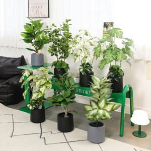 인테리어 인조 식물 장식 조화나무 화분(모형돌2개포함)