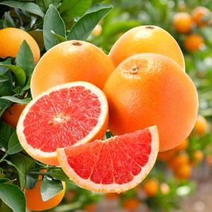 포미식탁 레드자몽 그레이프프루트 중과 10과 (개당310g내외)