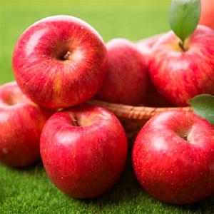 가정용 부사 사과 8kg 중대과