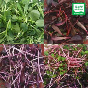 자연미가 어린잎 채소 500g / SJ 무농약 인증 친환경 야채