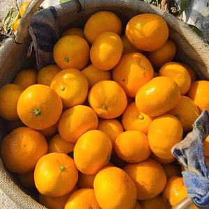 제주 노지감귤 4.5kg 로얄과 S-M