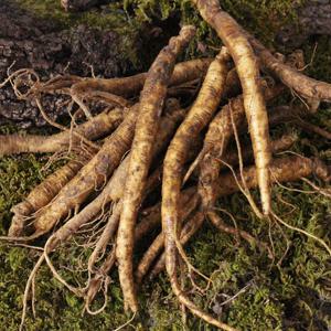 금산 황금농장 삼계탕/갈비탕용 인삼(소) 750g