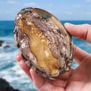 [산지직송]특대 완도 활전복 1kg(12-13미) 산소포장(세척솔+칼 증정)