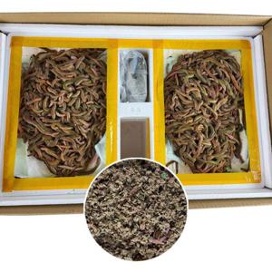 생물 청갯지렁이 청개비 5og