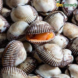 온미락 벌교 왕새꼬막 특품 22mm이상 2kg 당일채취 산지직송 벌교13번수산 선별