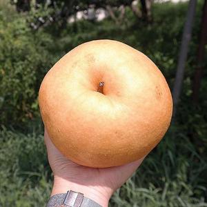 나주 신고 배 5kg 5-7과 특대과 가정용 햇배 꿀배 나주 배 과일 배 한박스