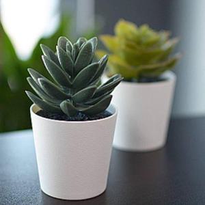 (3개) 다육이 미니다육 다육식물 미니식물 다육이키우기 (WFJDH39)