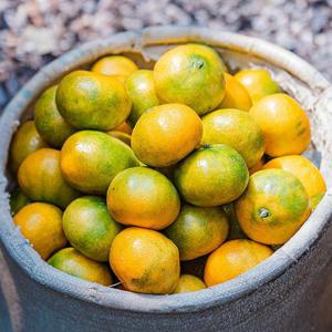 제주직송 새콤달콤 노지 감귤 로얄 10kg(S/M)