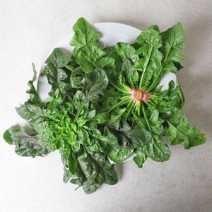 갤러리아_[농부마음]이영석님의 신안 비금도 섬초 시금치 1kg