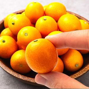 포미식탁 제주 금귤 낑깡 대 2kg