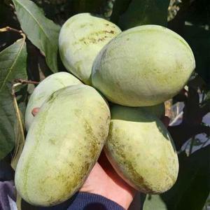 갤러리아_전북 고창 냉동과 소과 포포나무열매 1kg /이색과일