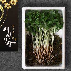 맘스호미 새싹인삼 대 45뿌리 (개당25cm 내외)
