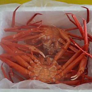 속초 자숙 홍게 3kg 10-12미(수율 80-90%/마리당200-300g)