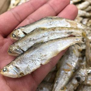 국산 햇 고노리 1.5kg 무료배송 국멸치 밴댕이 멸치