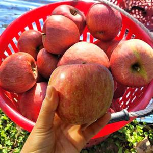 포미식탁 경북 빨간 사과 가정용 5kg 소과