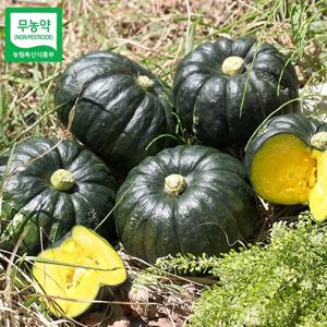 [산지직송] 함평 정대성님의 무농약 햇 미니단호박(밤호박) 2kg