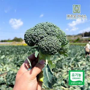 제주오가닉스 유기농 브로콜리 3kg 내외 (6-9송이)
