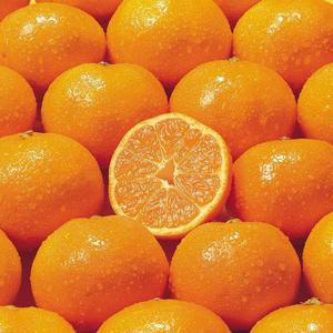 제주 새콤달콤 노지 조생귤 감귤 10kg 중대과