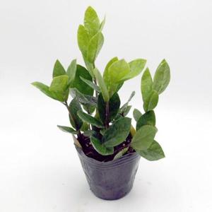 금전수 부귀영화행운 돈나무 공기정화식물 반려식물 (WFHZYS4)