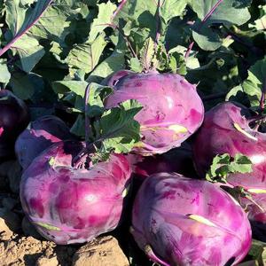 늘푸른 제주 콜라비 3kg 못난이