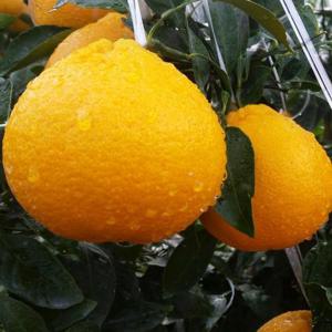 제주 고당도 가정용 노지 한라봉 10kg대과(23-35입)