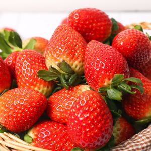 [오늘따온]당일수확 거창 설향 딸기 310g 4팩 (대과(L) 이상)