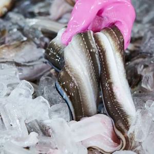 자연산 통영 바다장어 손질 바다장어 붕장어 아나고 1kg