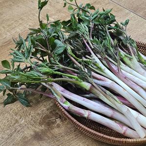 [흙이음] 강원도 제철 봄 땅두릅